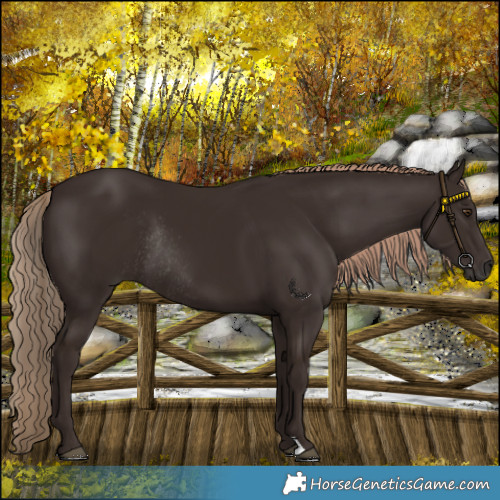 Horse Color:Liver Chestnut Rabicano 
