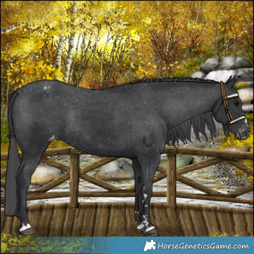 Horse Color:Black Varnish Rabicano 