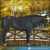 Horse Color:Black Varnish Rabicano 