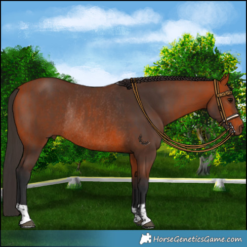 Horse Color:Bay Rabicano and Bay Rabicano