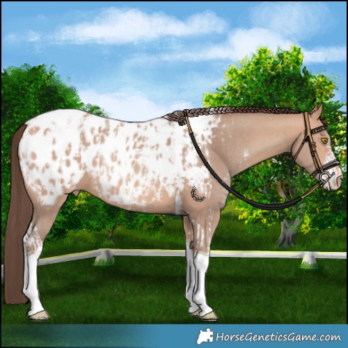 Horse Color:Amber Champagne Sabino Tobiano Appaloosa  and Amber Champagne Sabino Tobiano Appaloosa 