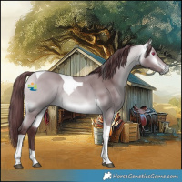 Horse Color:Chocolate Buckskin Chinchilla Tobiano 