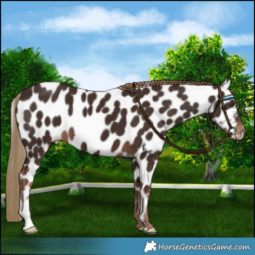 Horse Color:Liver Chestnut Leopard 