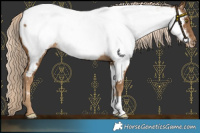 Horse Color:Chocolate Palomino Appaloosa 