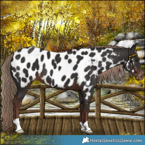 Horse Color:Liver Chestnut Near Leopard 