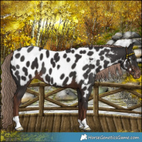 Horse Color:Liver Chestnut Near Leopard 