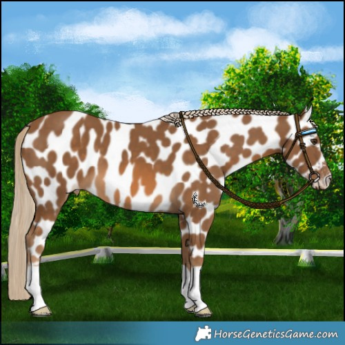 Horse Color:Chocolate Palomino Near Leopard 