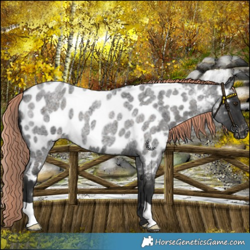 Horse Color:Liver Red Roan Near Leopard 