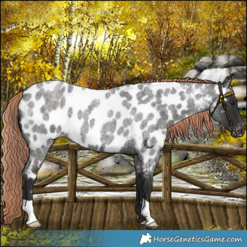 Horse Color:Liver Red Roan Appaloosa