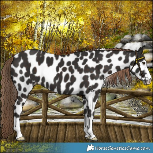 Horse Color:Liver Chestnut Leopard 