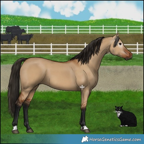 Horse Color:Gray Bay Dun 