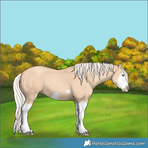 Horse Color:Silver Classic Champagne Dun Splash Frame 