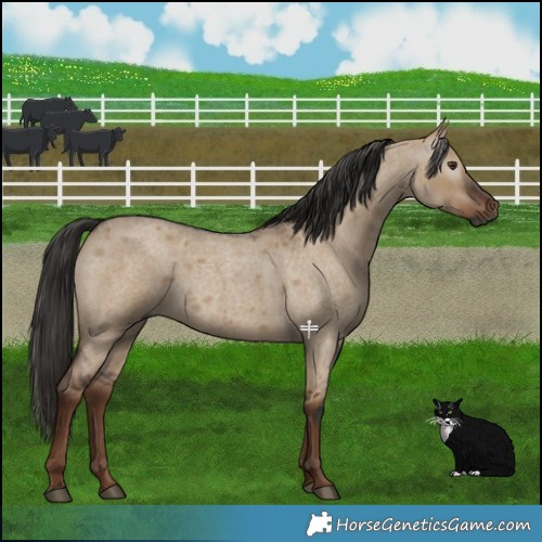 Horse Color:Gray Liver Red Dun Roan 