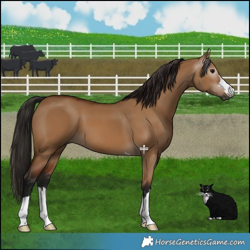 Horse Color:Gray Bay Dun 