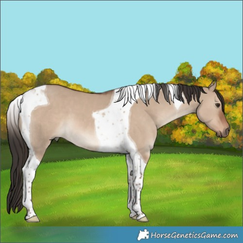 Horse Color:Liver Red Dun Tobiano 