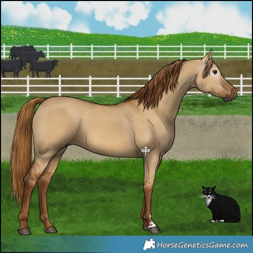 Horse Color:Gray Red Dun 