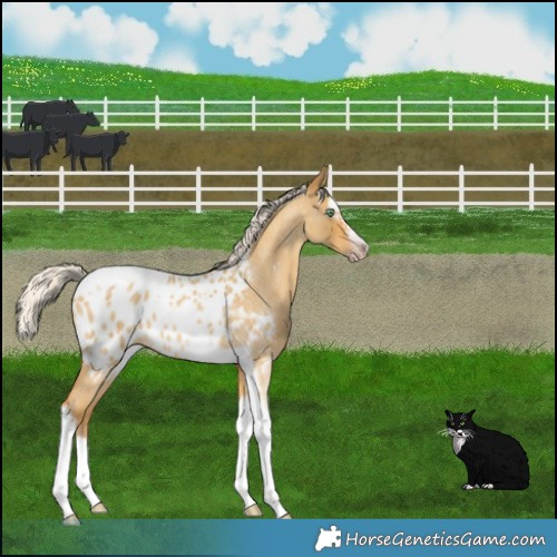 Horse Color:Gray Silver Amber Cream Champagne Roan Dun Splash Tobiano Frame Blanket Rabicano 