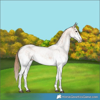 Horse Color:White Spotted Chestnut 