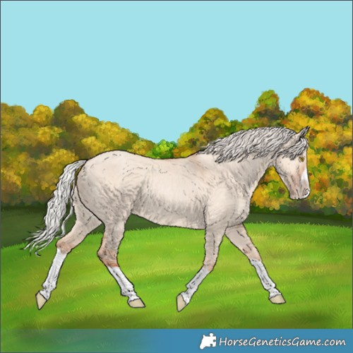 Horse Color:Silver Classic Champagne Dun Splash Frame 