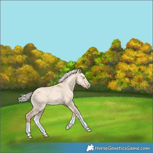 Horse Color:Silver Classic Champagne Dun Splash Frame