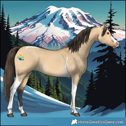Horse Color:Buckskin Dun Tobiano 