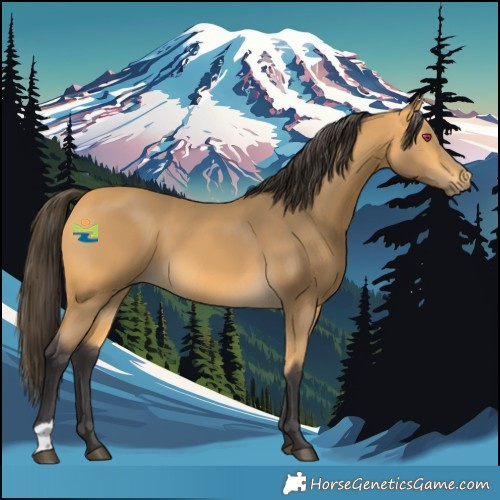 Horse Color:Buckskin 
