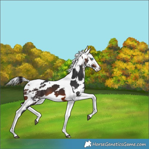 Horse Color:Bay Harlequin Merle Splash Tobiano