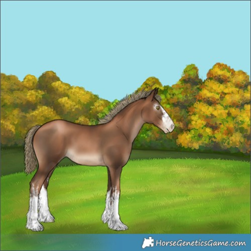 Horse Color:Gray White Spotted Liver Chestnut Pearl Mushroom 