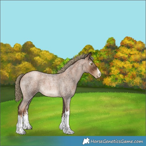 Horse Color:Gray White Spotted Liver Red Roan Pearl Mushroom 