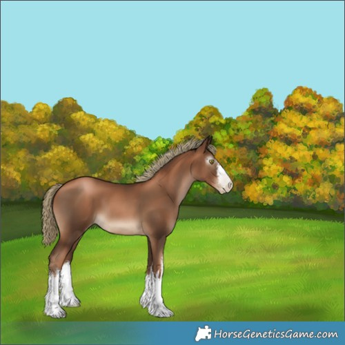 Horse Color:Gray White Spotted Liver Chestnut Pearl Mushroom