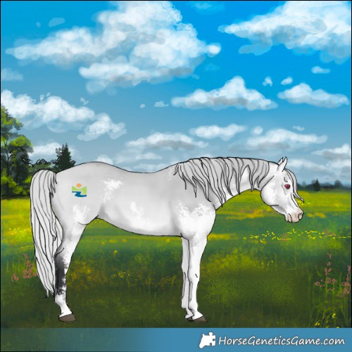 Horse Color:Silver Bay Chinchilla Dun Sabino 