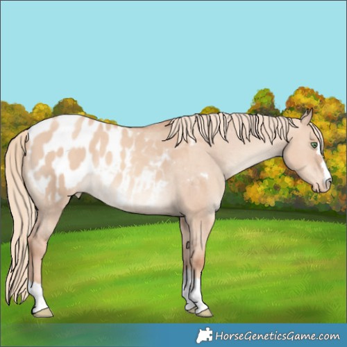 Horse Color:Gold Champagne Dun Appaloosa Rabicano