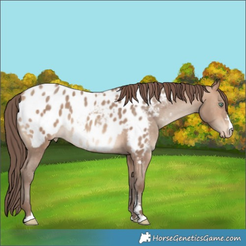 Horse Color:Amber Champagne Appaloosa 
