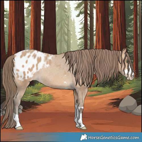 Horse Color:Amber Champagne Blanket Rabicano