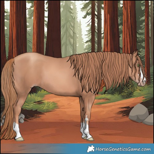 Horse Color:Gold Champagne 