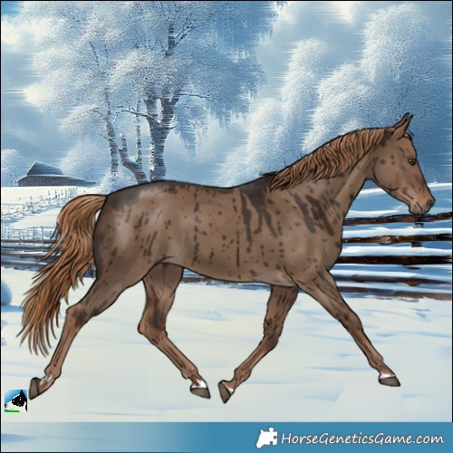 Horse Color:Liver Red Dun Brindle 