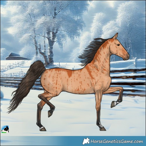 Horse Color:Bay Dun Brindle