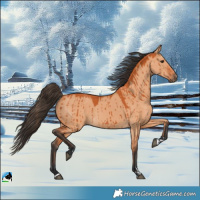 Horse Color:Bay Dun Brindle