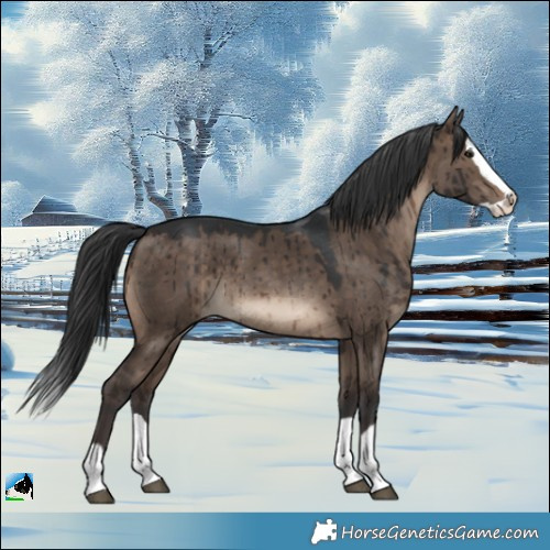 Horse Color:Brown Dun Splash Brindle
