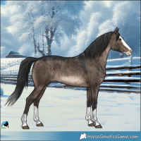 Horse Color:Brown Dun Splash Brindle 