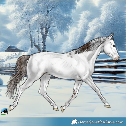 Horse Color:Liver Red Dun Sabino Rabicano Brindle 