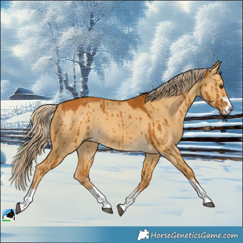 Horse Color:Palomino Dun Rabicano Brindle 