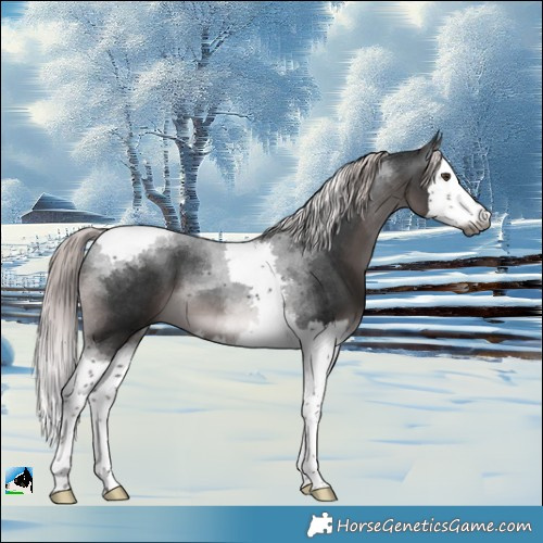 Horse Color:Gray Platinum Liver Chestnut Splash Tobiano 