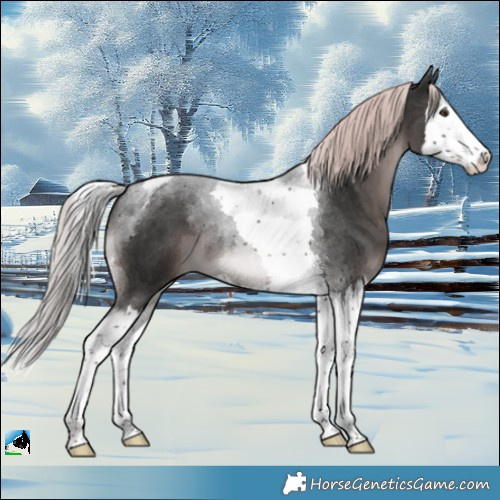 Horse Color:Platinum Liver Chestnut Splash Tobiano