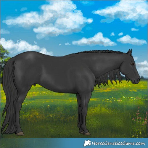 Horse Color:Black 