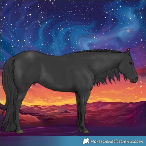 Horse Color:Black 