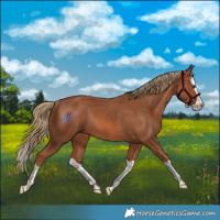 Horse Color:Chestnut Splash Rabicano