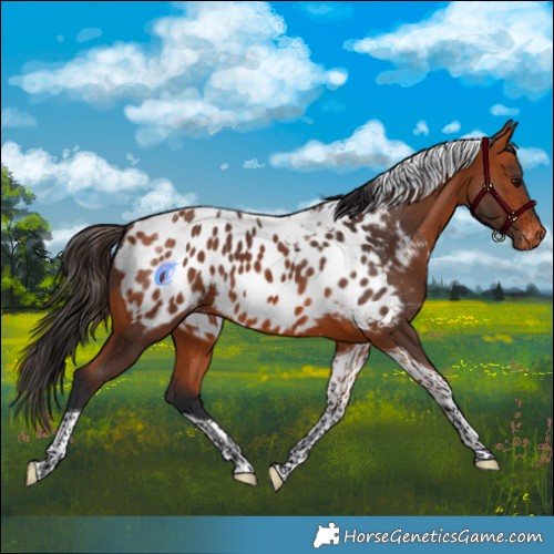 Horse Color:Bay Tobiano Appaloosa 