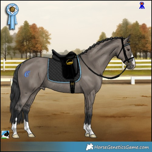 Horse Color:Grullo Appaloosa Rabicano 