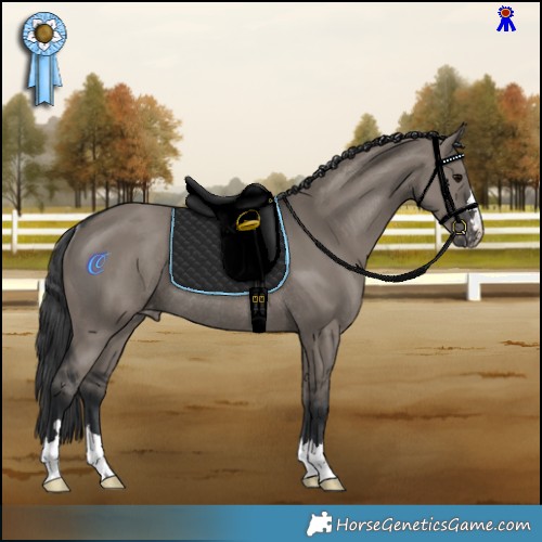 Horse Color:Grullo Appaloosa Rabicano 